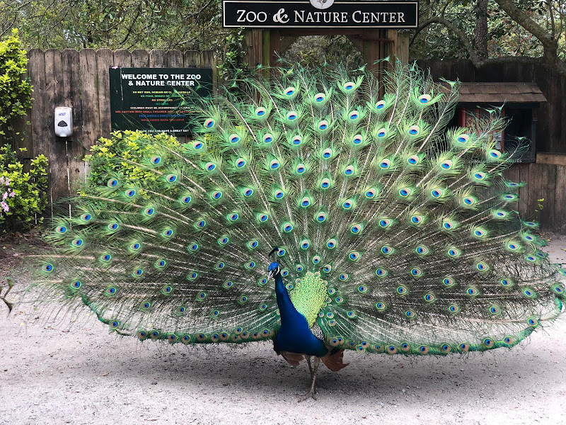Photo of Magnolia Plantation and Gardens